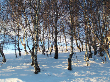Album fotografico Ristoro Alpino Monte Basso
