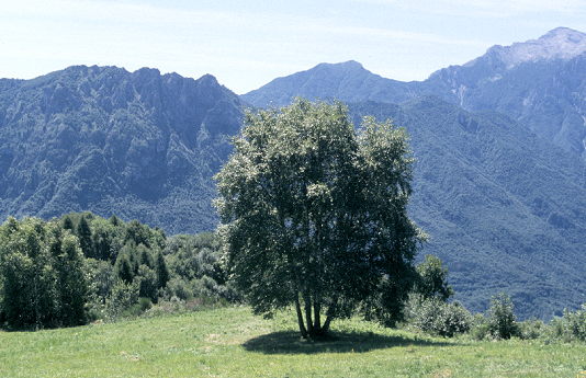 Album fotografico Ristoro Alpino Monte Basso